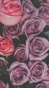 Find and download iphone rose wallpapers wallpapers, total 15 desktop background. 29 Romantic Roses Iphone X Wallpapers Preppy Wallpapers