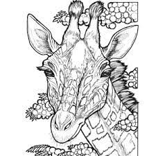 Download Creative Haven Wild Animal Portraits Coloring Book Creative Haven Coloring Books Hunter Llyn 9780486791760 Amazon Com Books