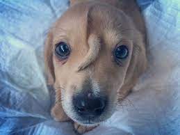 Pup Named Narwhal Has A Tail Growing From His Head Rescue Puppies Narwhal Puppy Names