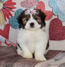 Teddy bear is a designer dog breed resulted from the cross between maltese and shih tzu. Litter Of Zuchon Puppies For Sale In Warsaw In Usa Adn 113755 On Puppyfinder Com Gender Female Zuchon Puppies For Sale Teddy Bear Puppies Puppies For Sale