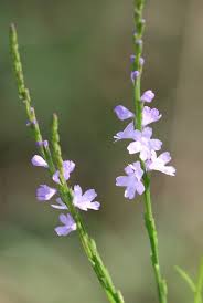 Image result for Verbena × teasii