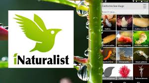 Ekosistemin Sosyal Platformu Inaturalist Zooloji Hayvan Bilimi Veya Botanik Fitoloji Bitki Bilimi Severler Icin Inaturalist I 2020 Hayvan Bilimi Hayvan Evrim