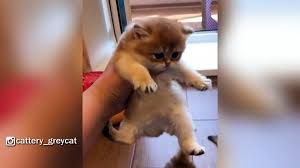 See more ideas about british shorthair cats, british shorthair, cats. The Cutest British Shorthair Golden Kittens Video Dailymotion