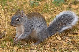 Arizona gray squirrels are the only tree squirrel in the mountain range (cockrum 1960, brown 1984, hoffmeister 1986). Photographs By Mark Chappell