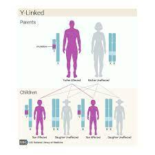 Autosomal recessive disorders are typically not seen in every generation of an affected family. What Are The Different Ways A Genetic Condition Can Be Inherited Medlineplus Genetics