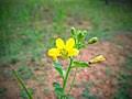 Image result for Cleome polyanthera