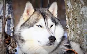 We offer an extraordinary number of hd images that will instantly freshen up your smartphone or computer. Animals Dog Alaskan Malamute Wallpapers Hd Desktop And Mobile Backgrounds