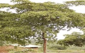 Image result for Terminalia