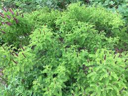 Image result for Indigofera filipes
