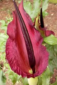Pin On Garden Ideas