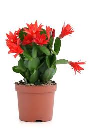 Get Holiday Plants Ready For Their Prime Time Hoosier Gardener Christmas Cactus Plant Christmas Cactus Cactus Flower