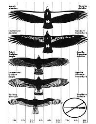 76 Scientific Eagle Comparison Chart