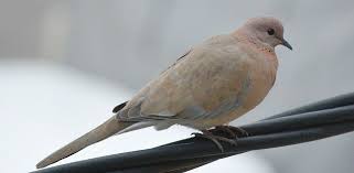 Bird With Colorful Feathers Name 25 Different Types Of Birds With Names And Pictures Birds Colorful Feathers Animals