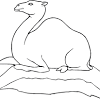 Some camels have two humps, while others have only one. Https Encrypted Tbn0 Gstatic Com Images Q Tbn And9gctaa5pwort1y Ykvsgdv1hbdkabqyzbaqsw9c7ji4ghxihwp43i Usqp Cau