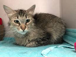 Ojos azules history and background. Pima Animal Care Center Offering Free Cat Adoptions In June Pets Tucson Com