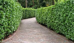 With so many types of hedge. Fast Growing Hedges For Privacy Instanthedge Blog