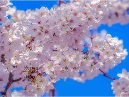 This plant clusters at the end of its branches producing gorgeous and fragrant white flowers. 6 Edible Flowers You Must Have This Spring The Times Of India