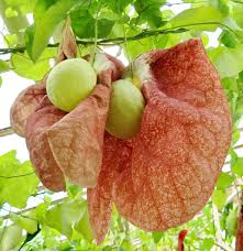 Image result for Aristolochia