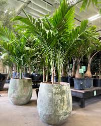 Image result for Adonidia