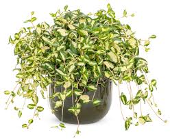 Image result for Vigna comosa