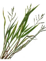 Image result for Urochloa
