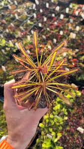 Image result for Nesaea heptamera
