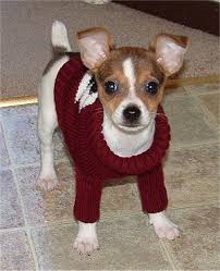 Black And Brown Rat Terrier Chihuahua Mix Taco Terrier Chihuahua Toy Fox Terrier Crossbreed Miniature Fox Terrier Taco Terrier Toy Fox Terriers