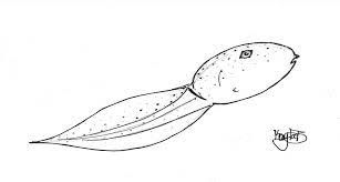 Printable nature coloring pages coloring page for both aldults and kids. Https Www Scienceprofonline Com Science For Kids Tadpole Coloring Page Kayla B Pdf