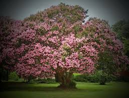 Old Crepe Myrtle Tree Tarboro Nc Myrtle Tree Crepe Myrtle Trees Front Yard Landscaping