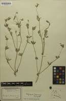 Image result for Achyropsis