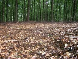 If you want me to make it, just tell me! Is There A Word For The Material Of A Forest Floor English Language Usage Stack Exchange