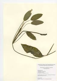 Image result for Potamogetonaceae