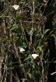 Image result for Merremia pterygocaulos