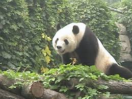 Tropical Rainforest Animals And Plants Rainforest Animals Tropical Rainforest Rainforest