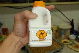 Potential health benefits of camel milk. Camel Milk Can Replace Cow Milk Happy At Home