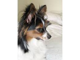 Papillon breeders in australia and new zealand. Papillon Puppies For Sale