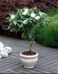 Maybe you would like to learn more about one of these? Pin On Flower Garden
