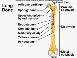 Bone tissue mainly consists of bone cells (osteoblasts, osteocytes, and osteoclasts) and a shaft of a long bone (central region). Bone Muscle Lecture 1 Note