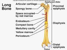 Median nadir occurs at day 21 in patients receiving single agent carboplatin. 35 Label Long Bone Labels For Your Ideas