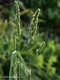 Image result for Lolium