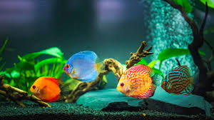 Stacking Rocks In Your Aquarium - Ratemyfishtank.Com