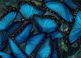 El Despertar De La Mariposa El Significado Espiritual De La Mariposa Espiritualidad Mariposas Significado Mariposas Reales