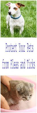 However, pest control home remedies … do you remember the day when you woke up and suddenly had flu and cough although it was not cold weather? 47 Do It Yourself Pest Control Ideas Pest Control Pests Control