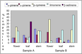 Image result for Senecio polyanthemoides