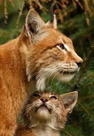 Facebook Animals Wild Animals Cats