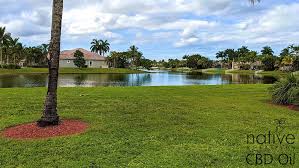 Located inside best buy pembroke pines. Pembroke Pines Cbd Oil Cbd Store Where To Buy Cbd Cbd Oil Shop Florida Native Nutrition