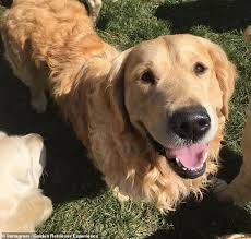 Involving genetics from the uk, can and usa working lines, we work for body size, structure, health, temperament, pedigree usage, retrieving drive and birdiness. The Golden Retriever Experience Allows Dog Lovers To Cuddle Up To Countless Dogs Daily Mail Online