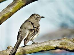 Savvy birders, however, will quickly recognize these less desirable birds and can take safe, easy measures to discourage their visits if they would prefer. How To Get Rid Of Mockingbirds In 5 Simple Ways Grow Gardener Blog