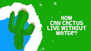 The illustration is available for download in high resolution quality up to 5000x4956 and in eps file. Cactus Cactus Lives Without Water Interesting Facts About Plants Youtube