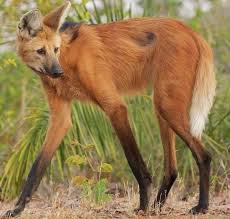 Le Loup A Criniere Chrysocyon Brachyurus Le Plus Grand Canide D Amerique Du Sud Loup A Criniere Animaux Exotiques Animaux Bizarres